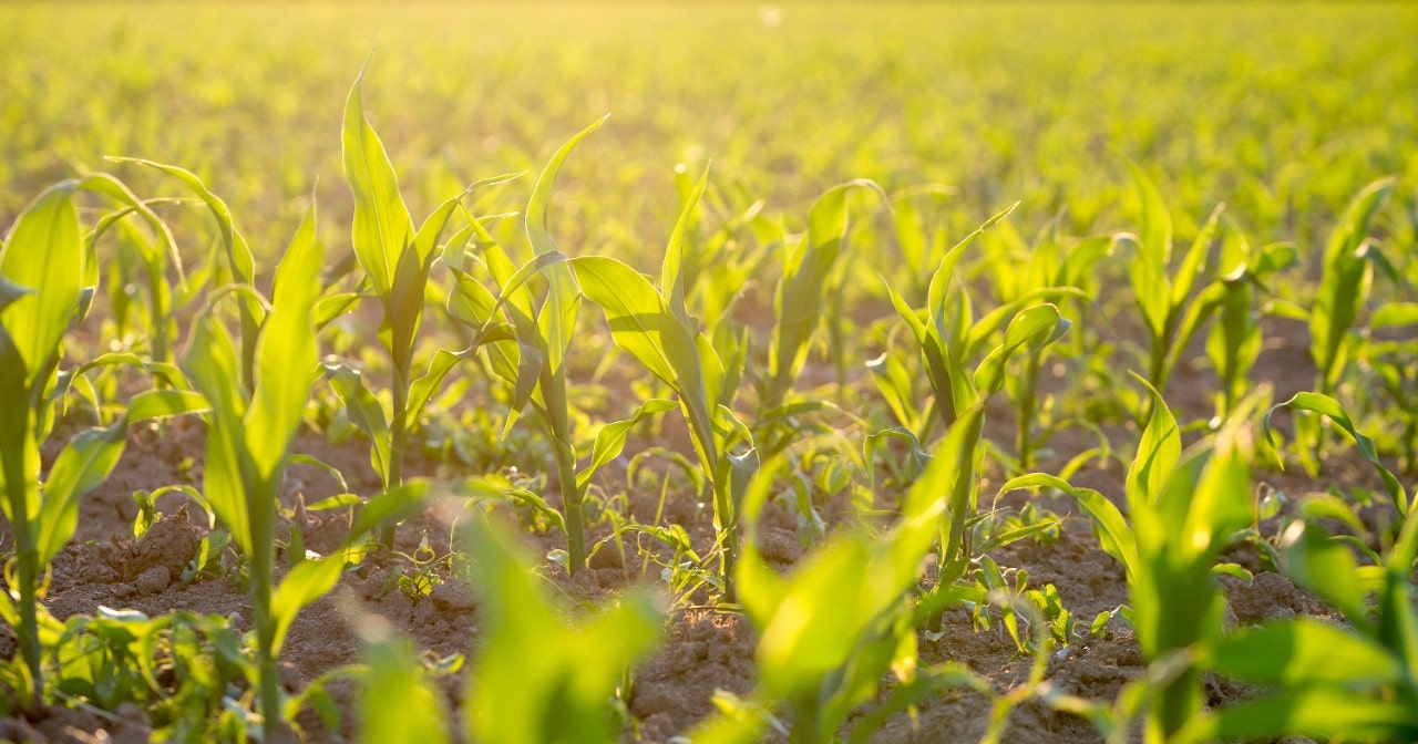 Field of green maize or corn plants backlit by the sun Field of young green maize or corn plants backlit by the sun in a bio, ecological or organic nature concept.